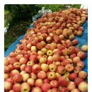 선홍농장 이미지