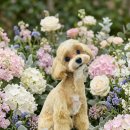 비주앙쥬 이미지