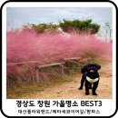 대산마을 | 경상도 창원 가을명소 best3 대산플라워랜드 팜파스 메타세콰이어길