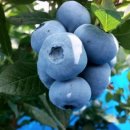 영풍농장 이미지