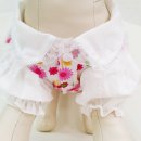 이쁜 댕댕이 이미지