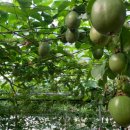 두리농장3 이미지