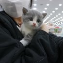 야옹이헤어 네이버블로그