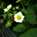 성혁농장 이미지