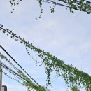 강변하바나 이미지