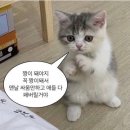 다미원 이미지