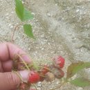 진자농장 이미지