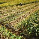 남해농산 이미지