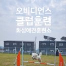 브이아이피독 이미지