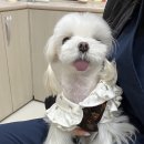 더엘동물의료센터 이미지