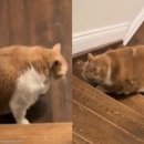 뚱보 고양이 이미지