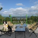 동해시-47 | 🌊 동해 아름다운캠프 | 바다뷰 애견동반 캠핑장 후기