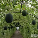 김태식농장 이미지