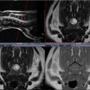 신탄진동물병원 이미지
