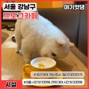 드도그카페 이미지