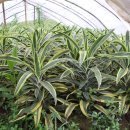 영신농원 이미지