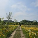 강변연가 | 밀양 초동연가길 | 낙동강변 탁 트인 리버뷰 양귀비·금계국 꽃밭 탁 다녀온 후기
