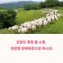강원도 평창 봄 소풍 코스, 양떼목장 한 바퀴 산책기