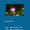 자귀꽃 / 임성구 / 시조집 - 『오랜 시간 골목에 서 있었다』 (2010. 4. 동학사) 이미지