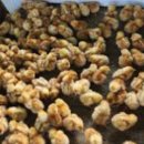 웰빙영농조합법인 사료공장 | 생방송투데이 계란 제주 달걀 공장 농장 동물복지 유정란 재래닭