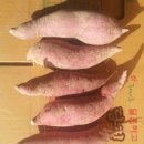 당진아미산 속노란 예쁜 고구마' 연황미 호박고구마 판매 시작합니다. 10kg 30000원 (무료배송) 이미지