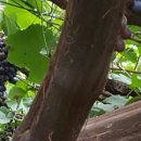 온새미로 이미지