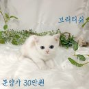 착한 고양이 이미지