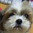 리꼬리꼬펫살롱 이미지