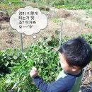 민욱농장 Daum카페