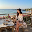 도그홀릭 | 제주 애견동반 식당｜함도그비치 물놀이 후 가기 좋은 테라스 맛집