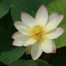 경주연꽃단지 이미지