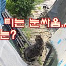불꽃 티는 눈싸움...결과는? 이미지