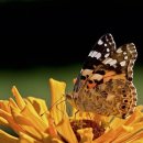 갈꾸리화덕막창 이미지