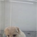 버디독 강아지분양 안심분양센터 김포점 이미지