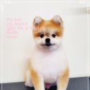 토리켄넬 이미지