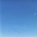 오플로우 이미지