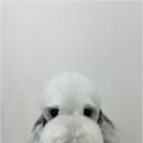 뽀그리독 이미지