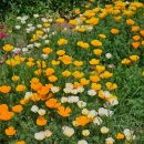 축구장 옆 화단 이미지