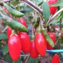 건구농장 이미지