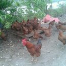 오월농장 이미지