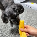 멍냥이방앗간 이미지