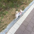 갱얼쥐들아 소형견 이 리드줄 ㅇㄸ?? 이미지