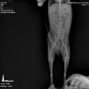 알로하 동물병원 이미지