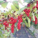 구단양농장 이미지