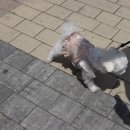 탕정면로8번길+탕정면로22번길 이미지