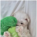 드림독 강아지분양 안심분양센터 부천점 이미지