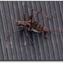 영보스포츠 이미지