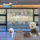 보느몽뜨 | [청도 애견동반펜션] 미온수 수영장이 있는 ‘보느몽뜨’ A동 내돈내산 후기