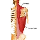 관절 생리학 shoulder joint의 기능해부 이미지