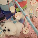 부산애견호텔 강아지유치원 맘바이 사하구점 이미지